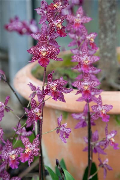 Odontoglossum, violett