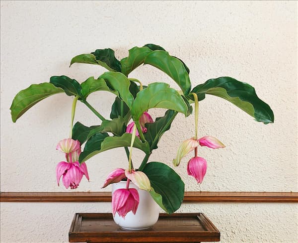 Medinilla magnifica 'Belo'