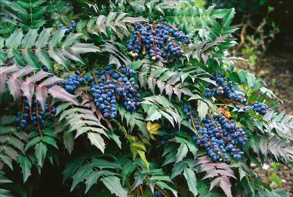 Mahonia x media Charity