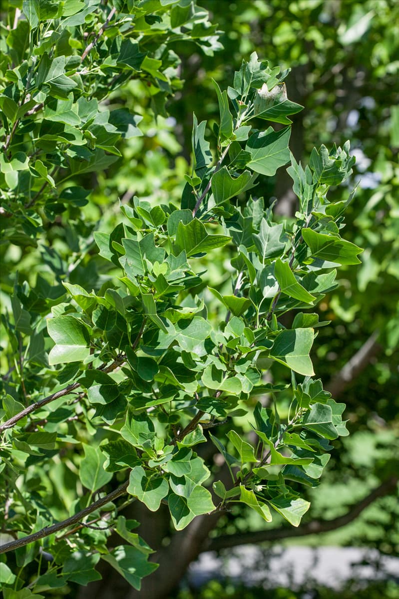 Liriodendron tulipifera Ardis