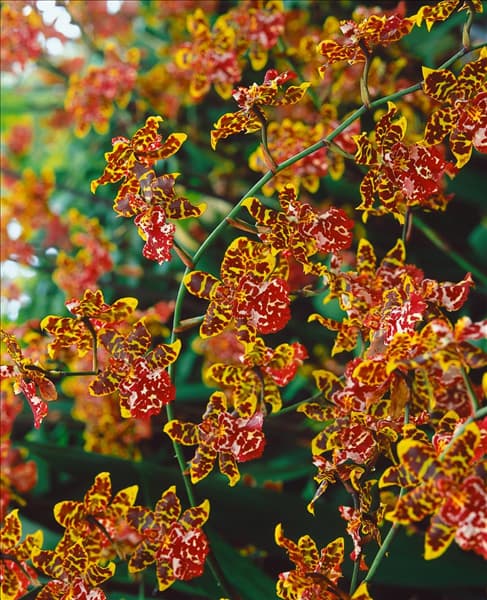 Odontoglossum