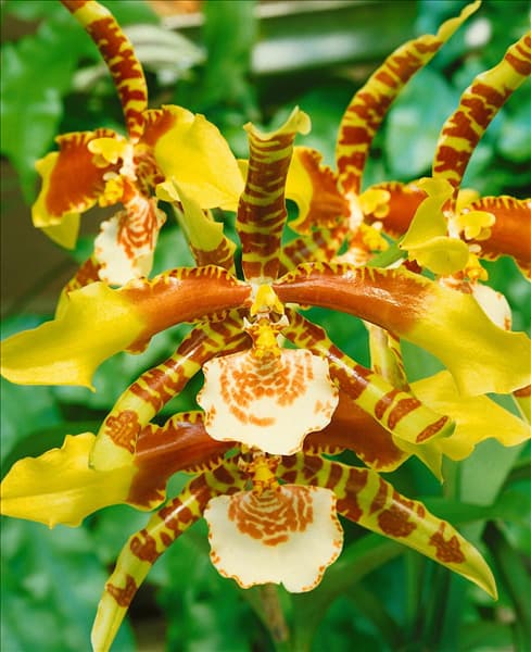 ODONTOGLOSSUM GRANDE