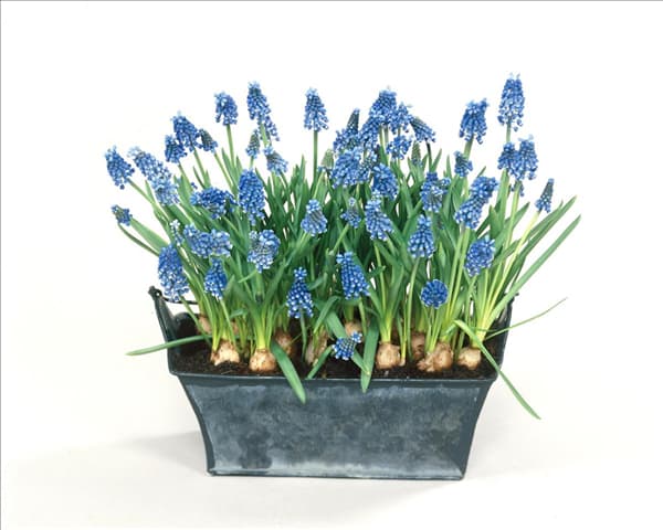 Muscari aucheri Blue Magic im Topf