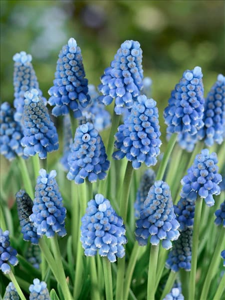 Muscari aucheri Blue Magic