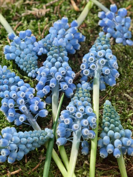 Muscari aucheri Blue Magic