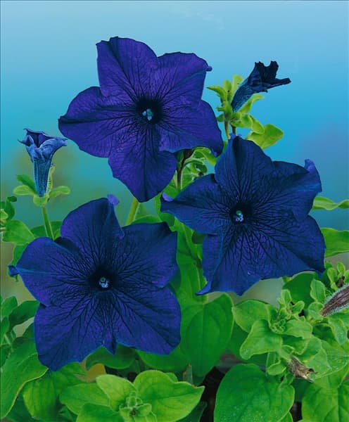 PETUNIA GRANDIFLORA F1-HYBRIDEN / VIOLET