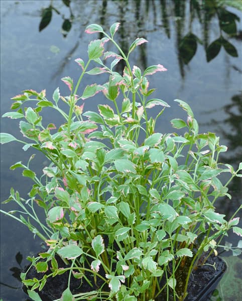 Oenanthe fistulosa Flamingo