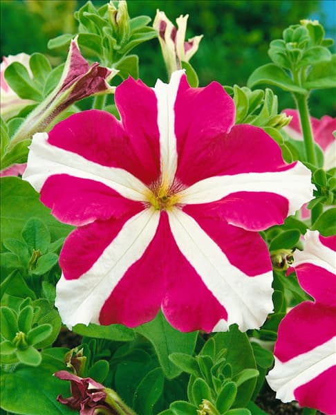 Petunia grandiflora Pink Star F1