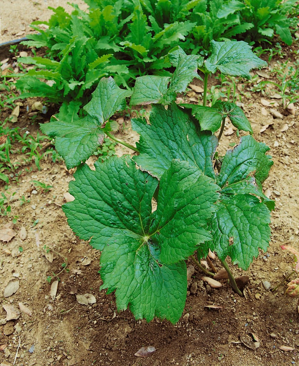 PODOPHYLLUM HEXANDRUM (P. EMODI)