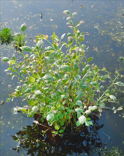 Oenanthe fistulosa Flamingo