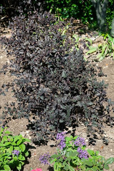 Physocarpus Summer Wine ®