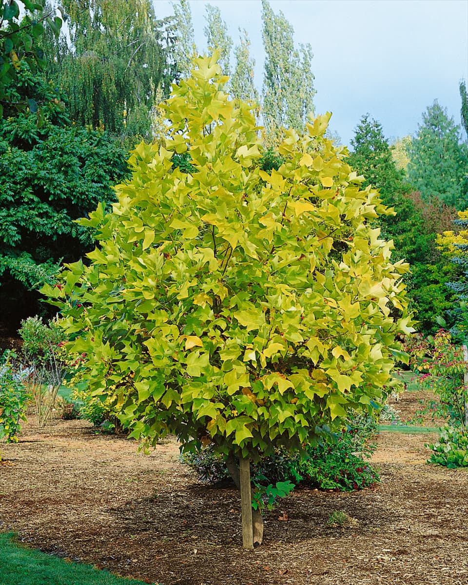 Liriodendron tulipifera