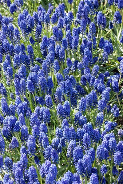 Muscari Early Magic