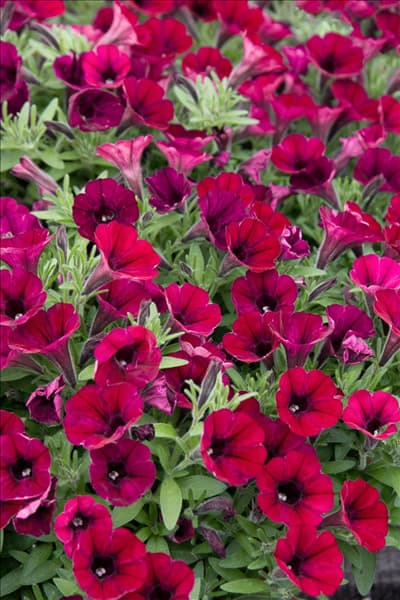 Petunia Littletunia ™ Merlot