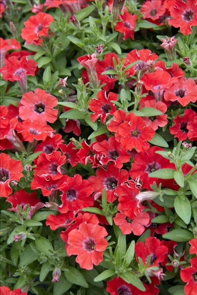 Petunia Littletunia™ Red Energy