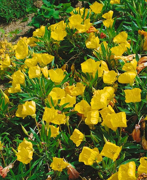 Oenothera fruticosa subsp. glauca