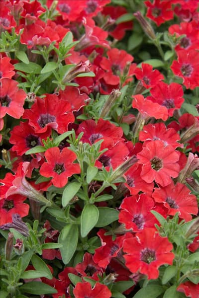 Petunia Littletunia™ Red Energy