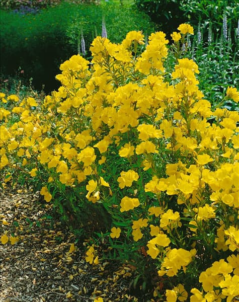 Oenothera fruticosa