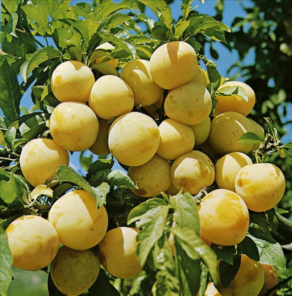 Prunus domestica ssp. italica d'Oullins