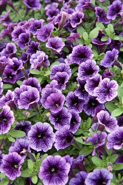 Petunia Littletunia™ Blue Vein