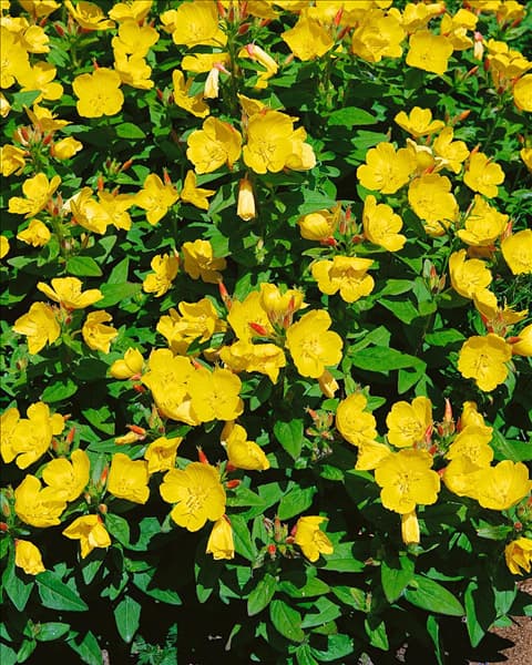 Oenothera fruticosa