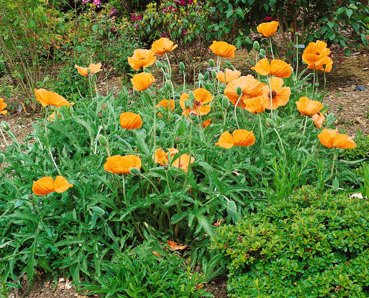 Papaver orientale Harvest Moon