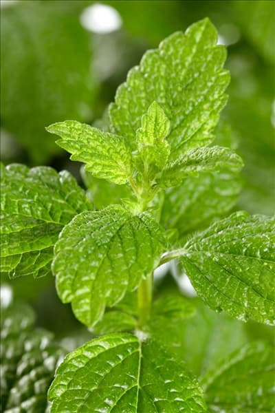 Melissa officinalis subsp. officinalis