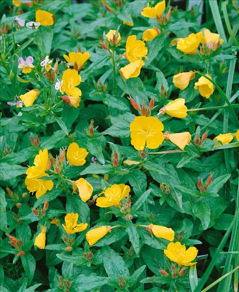 Oenothera fruticosa subsp. glauca