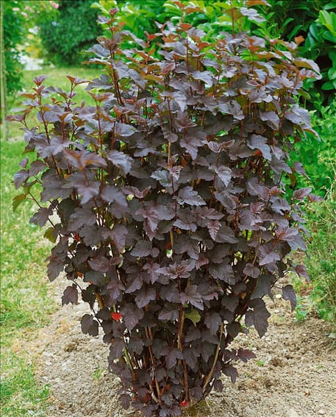 Physocarpus opulifolius