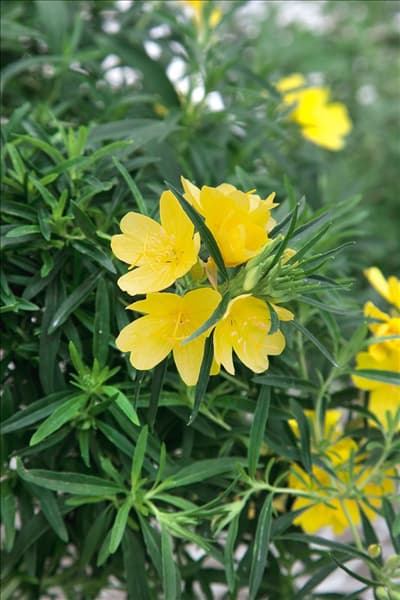 Oenothera fruticosa African Sun