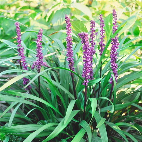 LIRIOPE MUSCARI