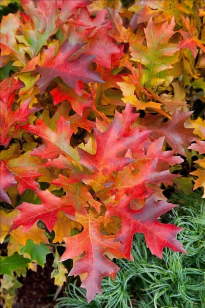 Quercus palustris Green Dwarf