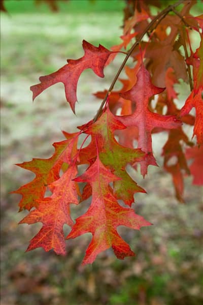 Quercus palustris