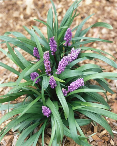 Liriope muscari Joymist
