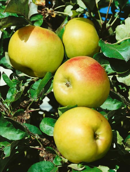 Apfel / Malus domestica Ballerina (Walz)