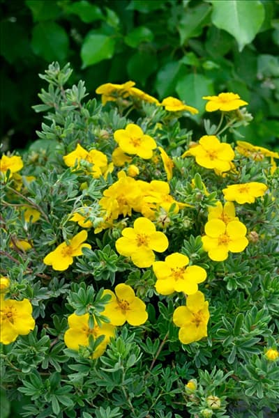 Potentilla fruticosa Goldstar
