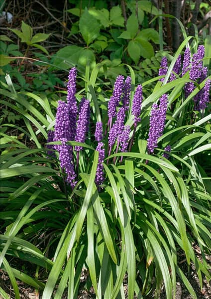 Liriope muscari Royal Purple