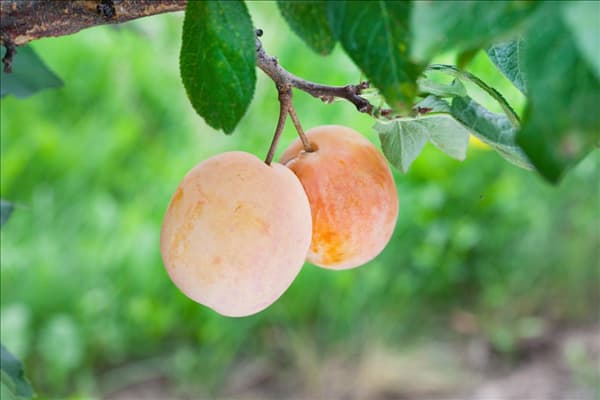 Prunus domestica subsp. syriaca Reingold
