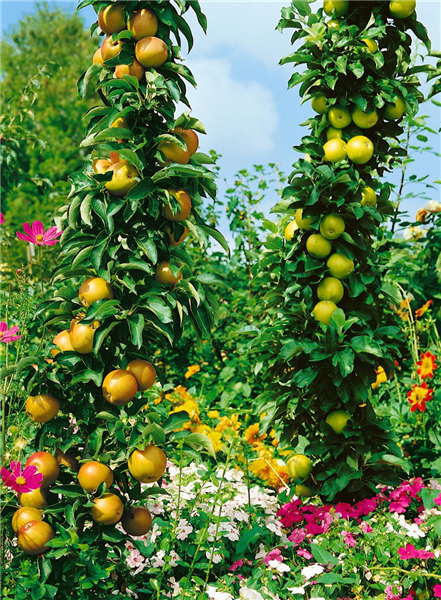 Apfel / Malus domestica Ballerina (Walz)