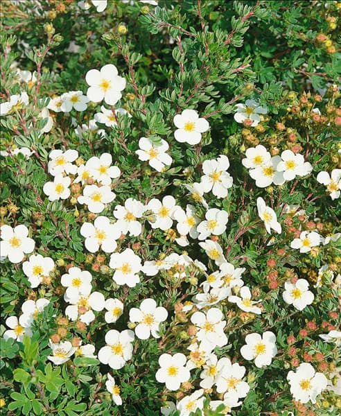 POTENTILLA FRUTICOSA ABBOTSWOOD