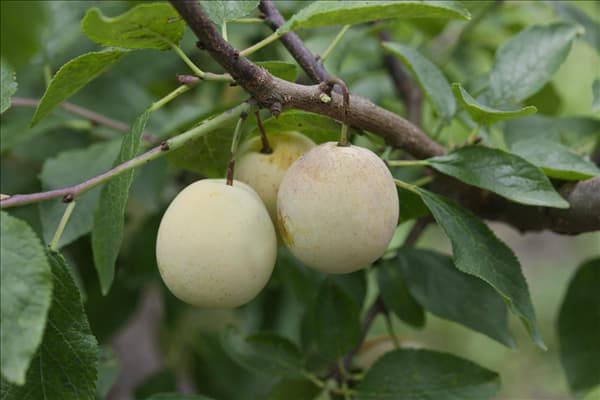 Prunus domestica subsp. syriaca Bellamira ®