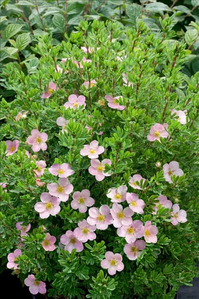 Potentilla fruticosa Blink PRINCESS