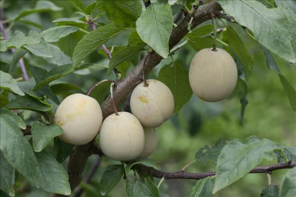 Prunus domestica subsp. syriaca Bellamira ®