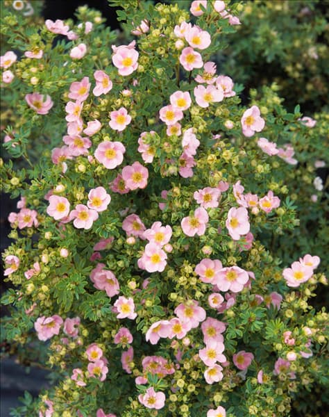 POTENTILLA FRUTICOSA PINK QUEEN