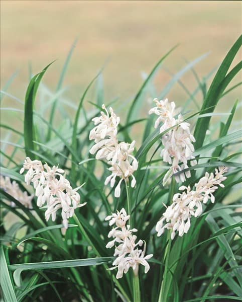 LIRIOPE MUSCARI