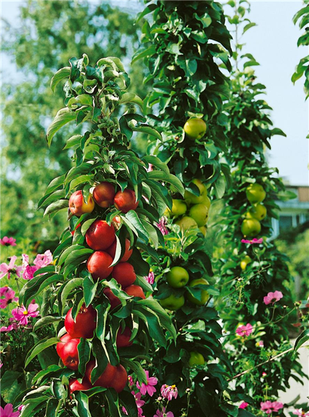 Apfel / Malus domestica Ballerina (Bolero)