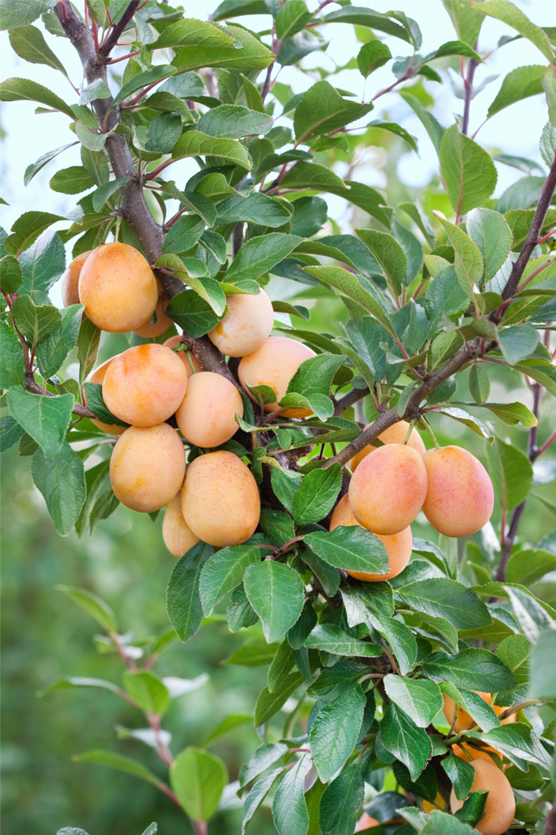 Prunus domestica subsp. syriaca Aprimira