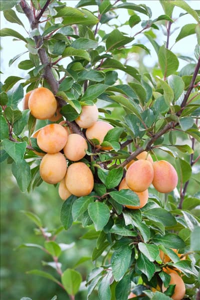 Prunus domestica subsp. syriaca Aprimira