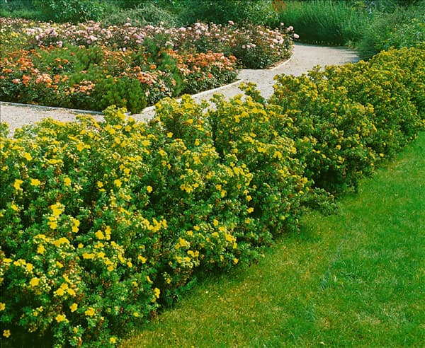 Potentilla fruticosa