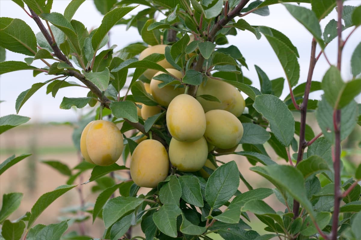 Prunus domestica subsp. syriaca Aprimira